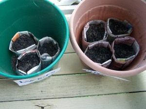 The seedling pots in action
