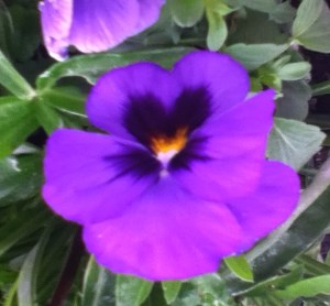 pansy