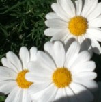 daisies