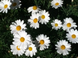 daisies2