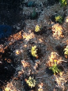 lavender, rosemary, marigold