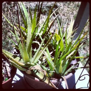 plants - aloe vera