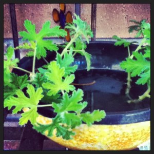 plants - citronella cuttings