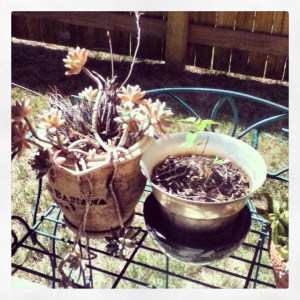 plants - hyssop and succulents