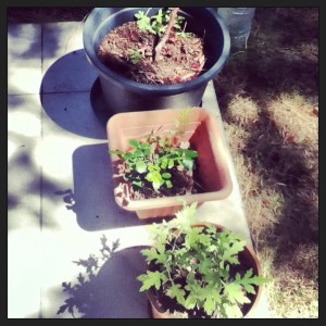 plants - mugwort etc