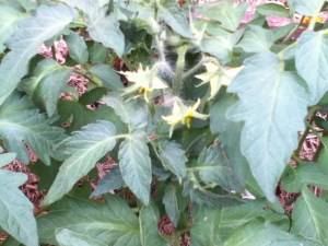 tomato flowers