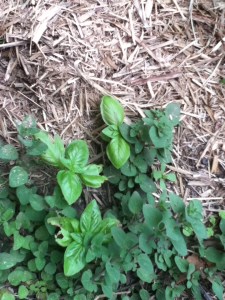 photo (21)