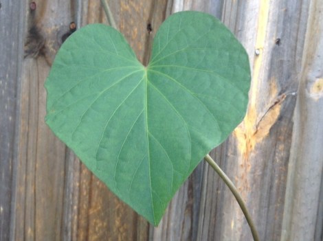 heart leaf
