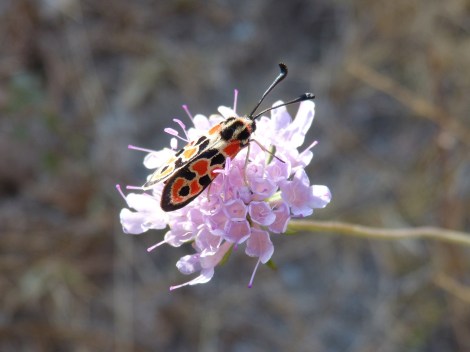 butterfly-1654984_1920