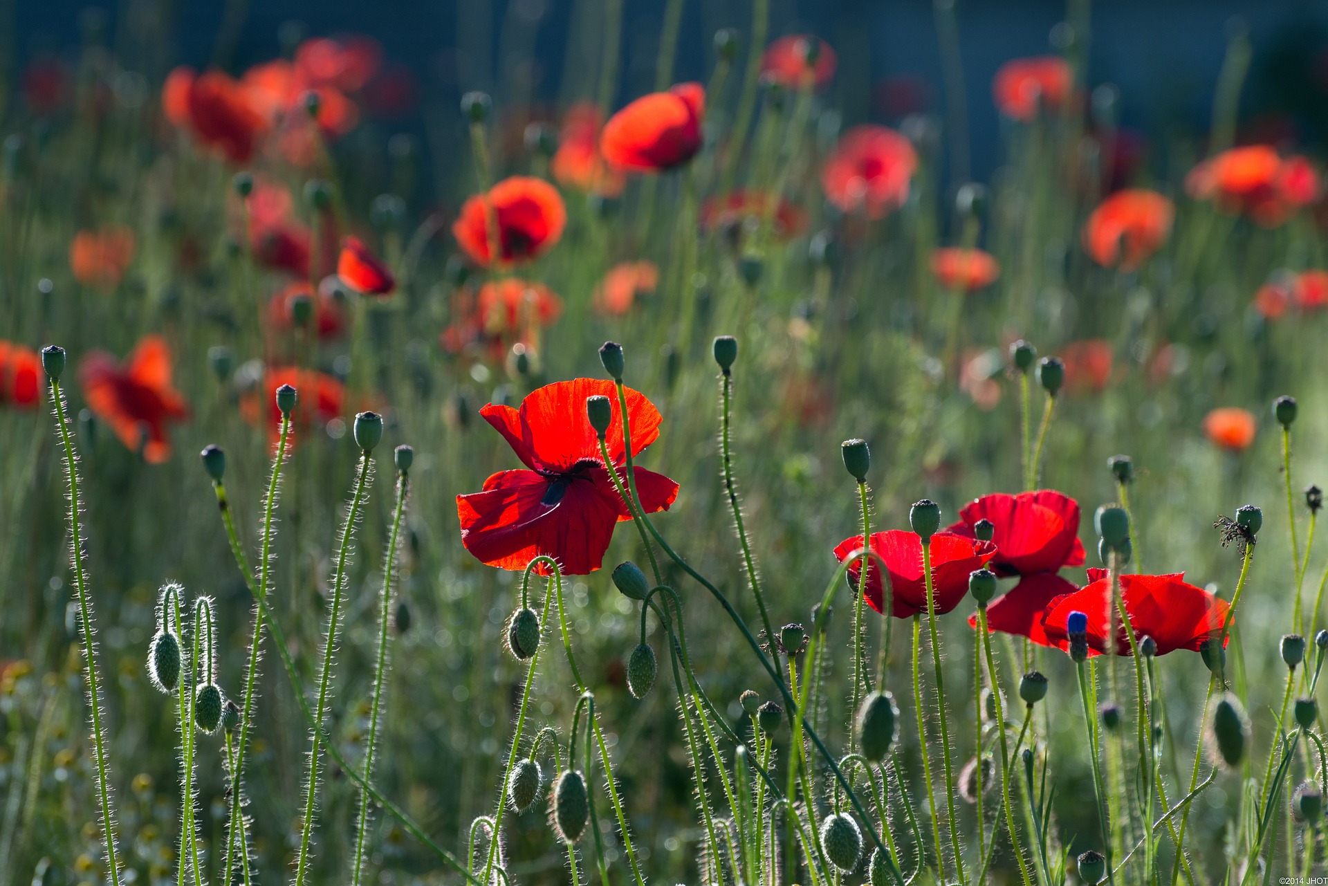 poppies-384926_1920